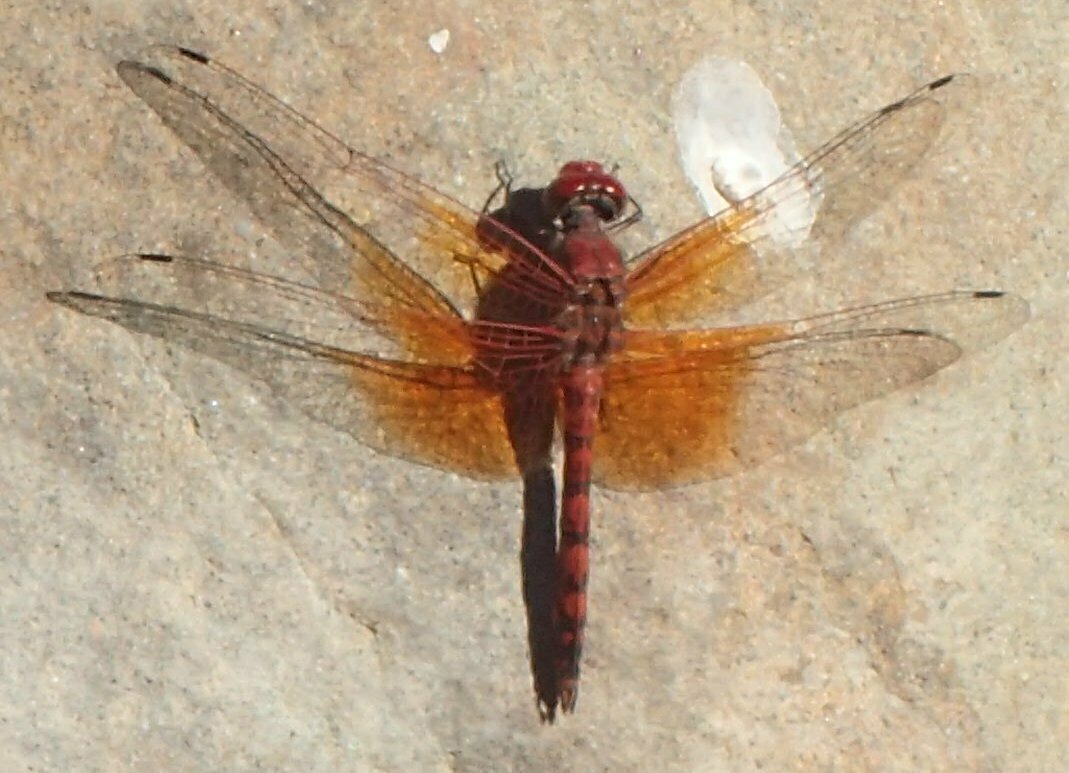 High Resolution Paltothemis lineatipes Male